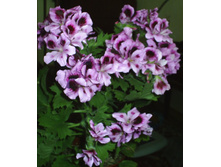 Aristo Lavender, Reglav 01.03.2009