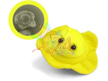 ������ 350�