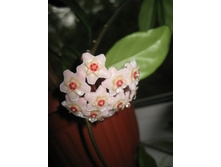 ���� �������