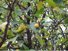 ������ ������