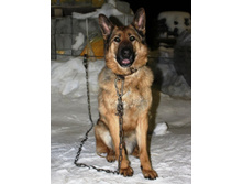 ���. ������� ����