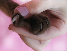 1. ��������� ��������