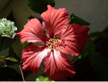 �������� ������ ���� ��������