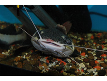 ������� ���� ����