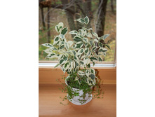 ����� (���)