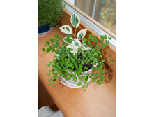 ����� � �������� ( ������� ����� )