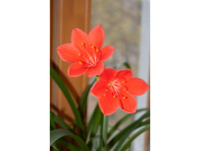 ������� (���)