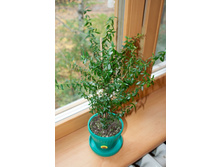 ���� (���)