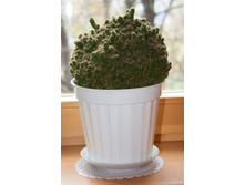 ������ (���)