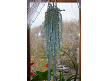 ������ �������