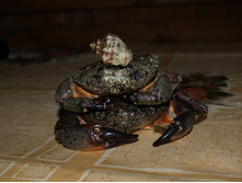 ���� ����� ���������