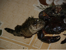 ����� ���� ����