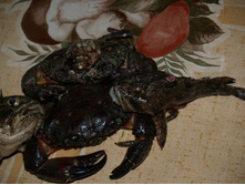 ����� ������