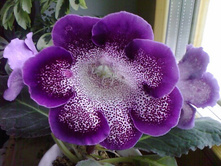 ��������� Peridots Darth Vader - ���