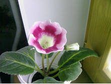 ��������� (���)