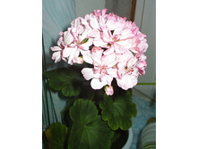 ������ �������