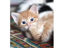 ����� �����