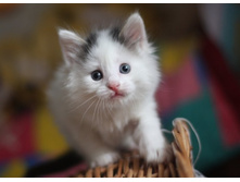 �����,������� �������� ��������