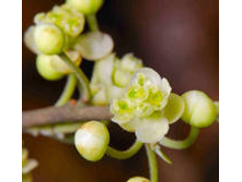 ���*���� ��*��� ��*���� ���*���