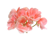 ��*����� ��*��� ���*��� ���*����