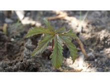 ��������.