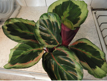 ������� Shine star - 250 - 350 ���.