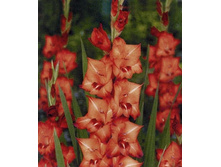 ��������� ������, 10.5 ���