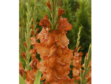 ��������� ������, 10,5 ���