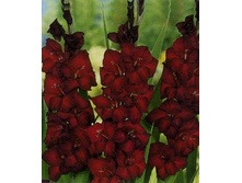 ��������� ���� ����, 12���