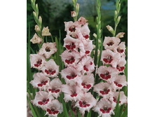 ��������� ���� ��� ������, 9,5���