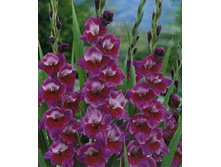 ��������� ������� ���, 10,5���