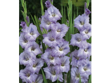 ��������� ���� ����, 13,5���