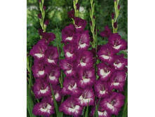 ��������� ��������, 9,5���