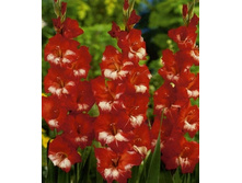 ��������� ���������, 9,5���