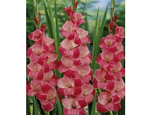 ��������� ����������, 13,5���