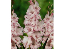 ��������� ��� ���, 9,5���