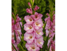 ��������� ���������, 10,5���