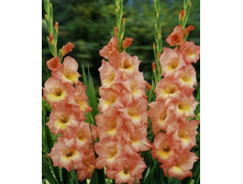 ��������� �����, 12���