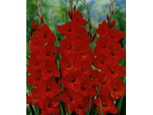 ��������� �����, 9,5���