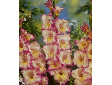 ��������� ���������, 8���