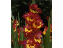 ��������� ��� ����, 13,5���