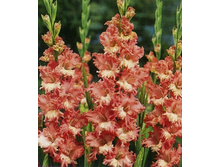 ��������� ��������� ����� ����, 13,5���