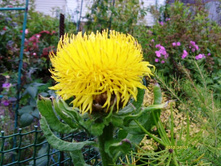 ������� �������.JPG