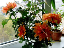 �������� ��������1.JPG