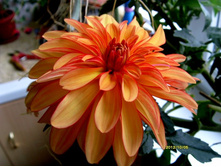 �������� �������� ����.JPG