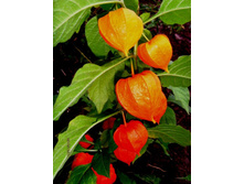 �������� ��������.JPG