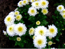 ���������� ����� � ������ ����������.JPG