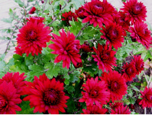 ���������� ��������.���� �������(?)