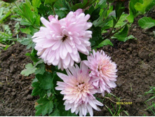 ���������� ��������-�������.JPG