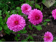 ���������� �. �������.JPG